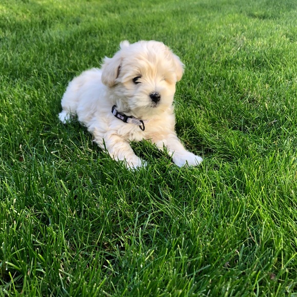 Meet your Posher, Iris - Picture 1 of 1